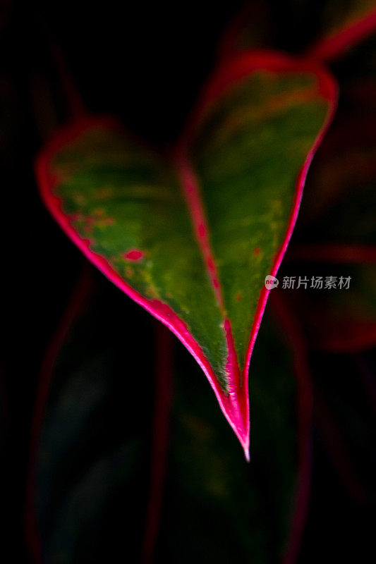美丽的颜色上的叶Aglaonema '暹罗极光'热带室内植物